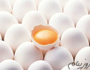 فروش تخم نطفه دار مرغ