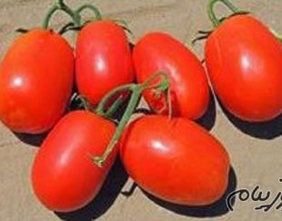 بذر گوجه فرنگی سوپرچف امریکا