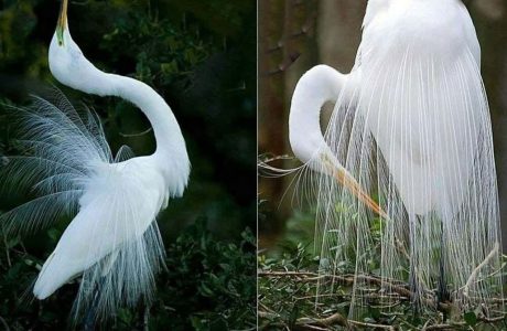 از زیباترین پرنده های جهان